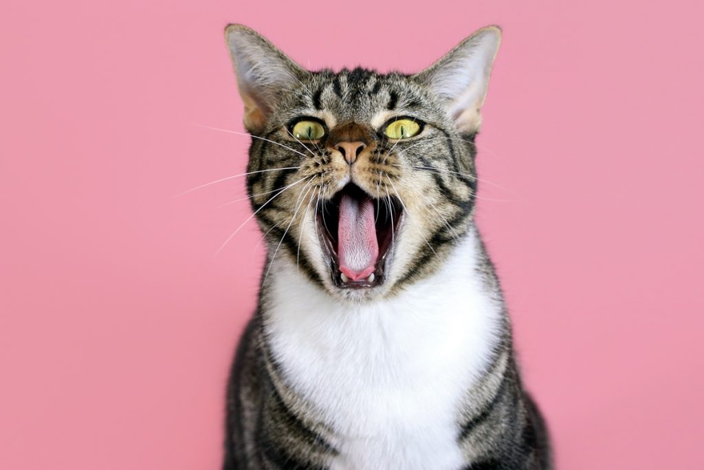 Gatos miam mais para homens do que para mulheres, Aponta estudo