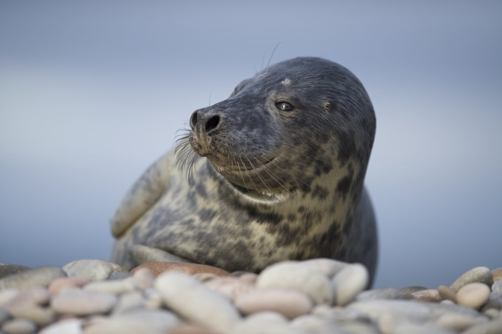 Servidos? leite de foca supera o humano em potência, diz estudo