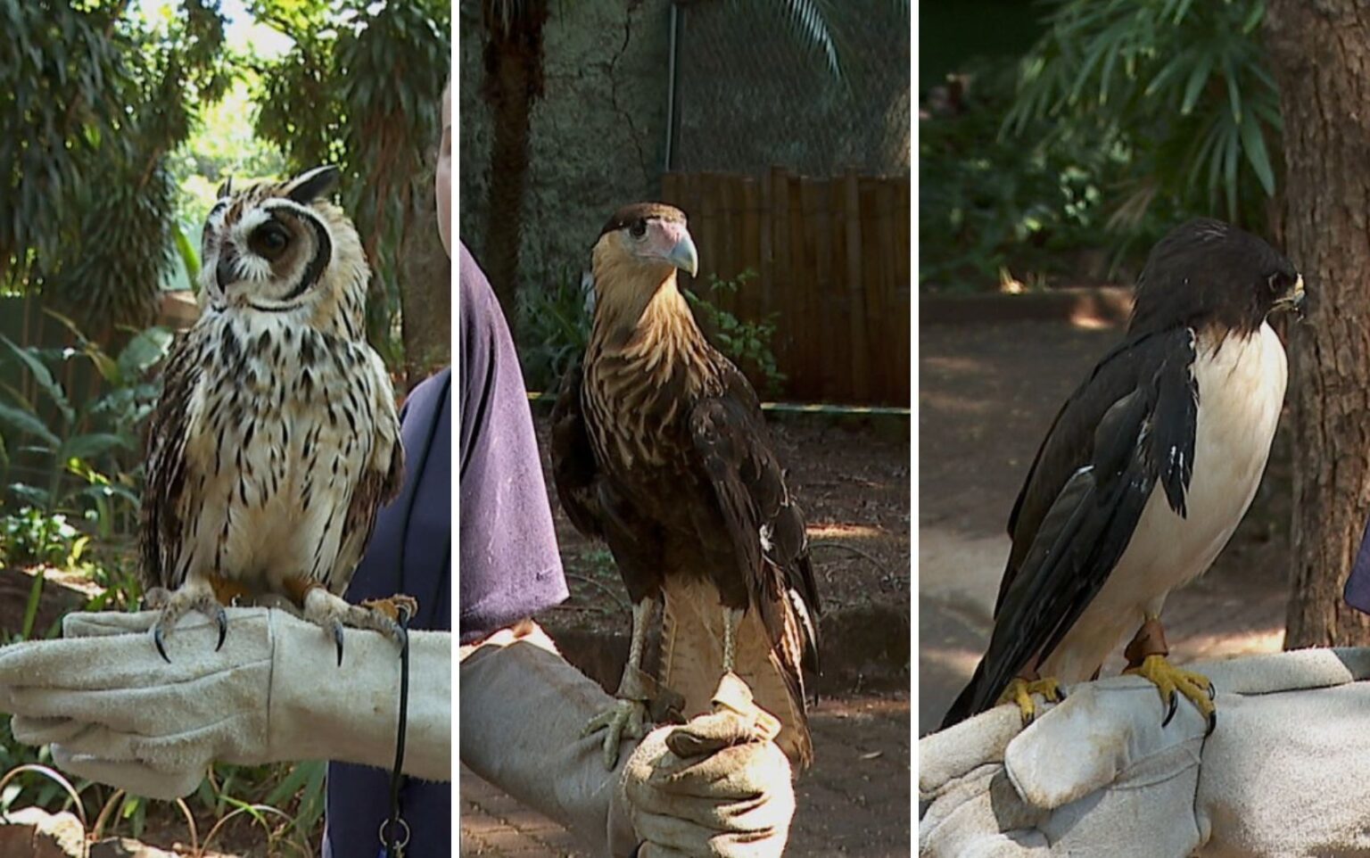 Conheça projeto em ribeirão preto que ajuda aves a voar novamente