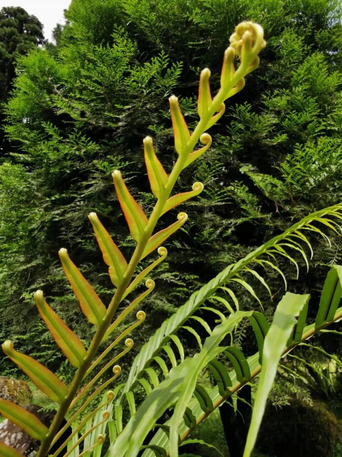 Cientistas descobrem planta que produz minerais raros de forma natural