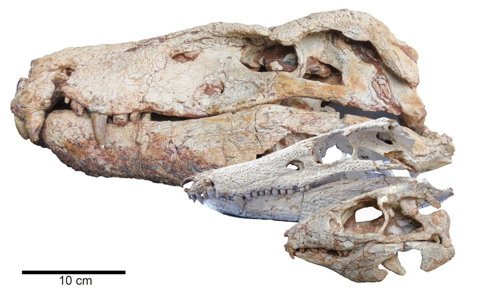 Estudo Revela Crânios de Crocodilos Modernos Cinco Vezes Mais Frágeis que Seus Ancestrais Terrestres