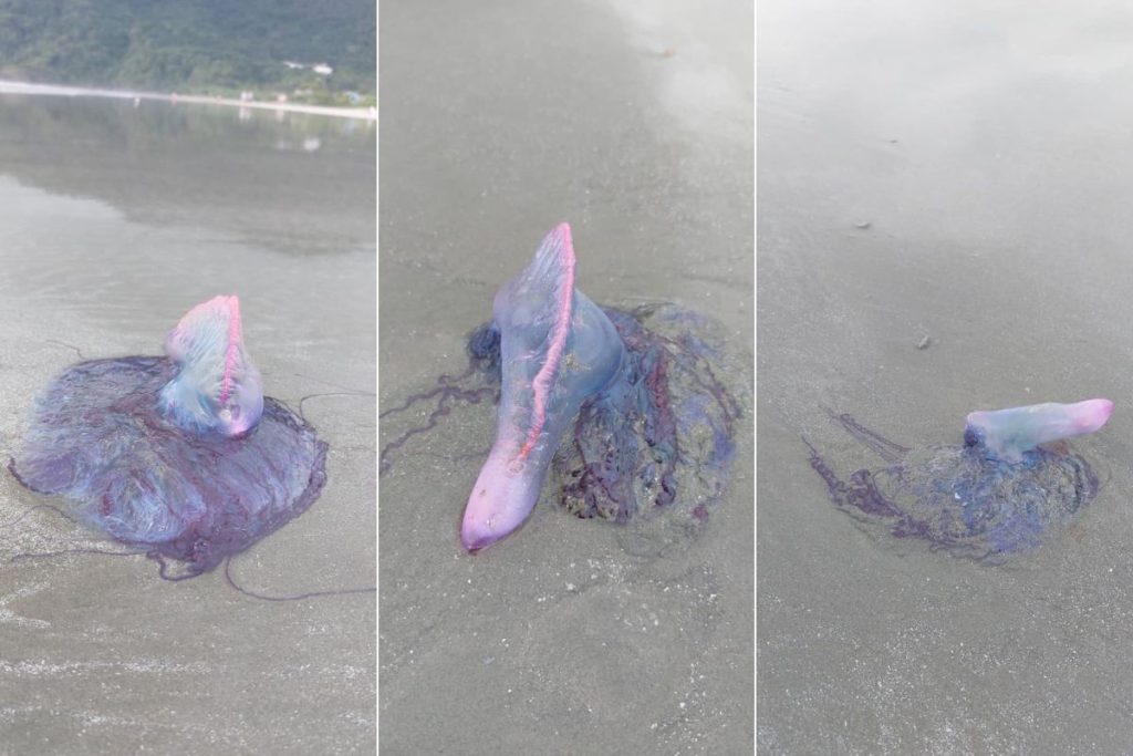 Presença de Caravelas-portuguesas no litoral Paulista Gera Alerta para Banhistas o