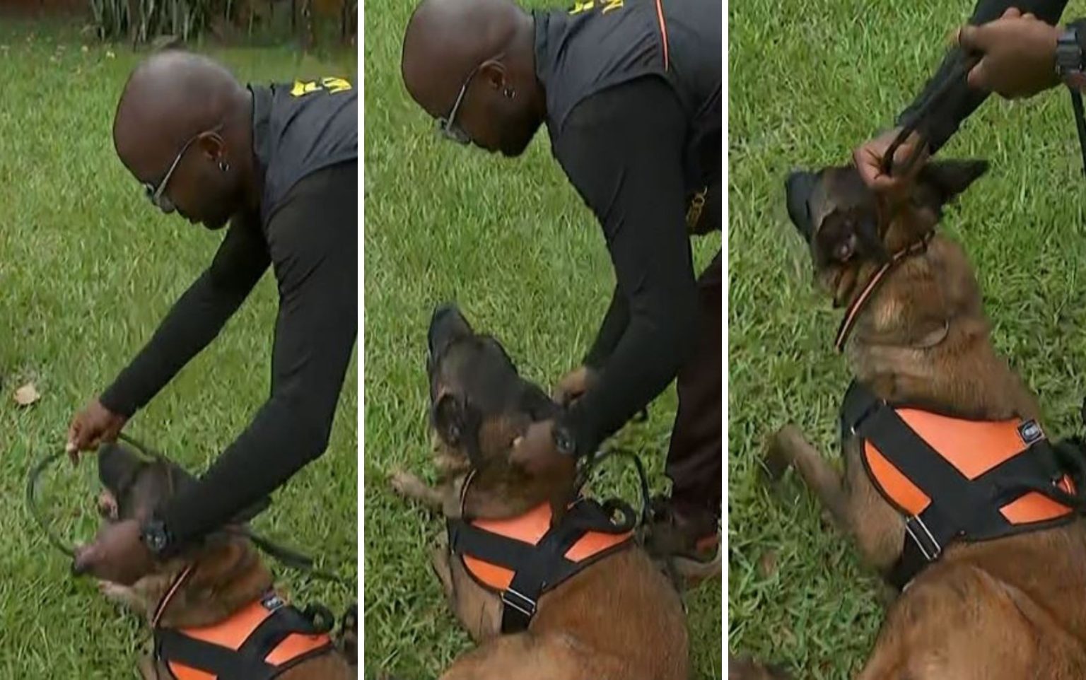 Ataques Entre Cães: Guia Essencial para Tutores sobre Prevenção e Intervenção Segura