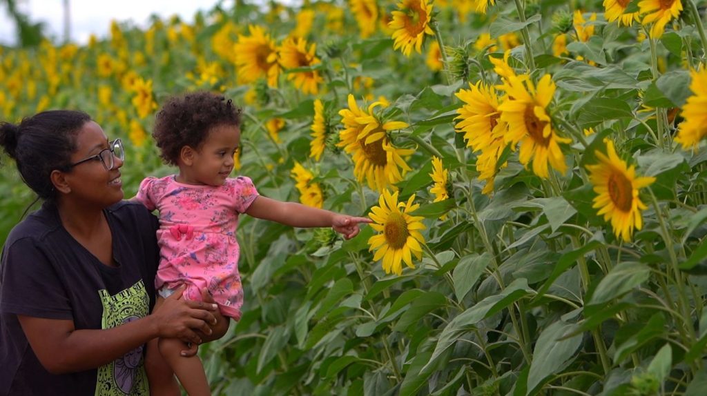 Girassóis em Miguelópolis: Condomínio Náutico Transforma-se em Oásis Floral e Ecológico