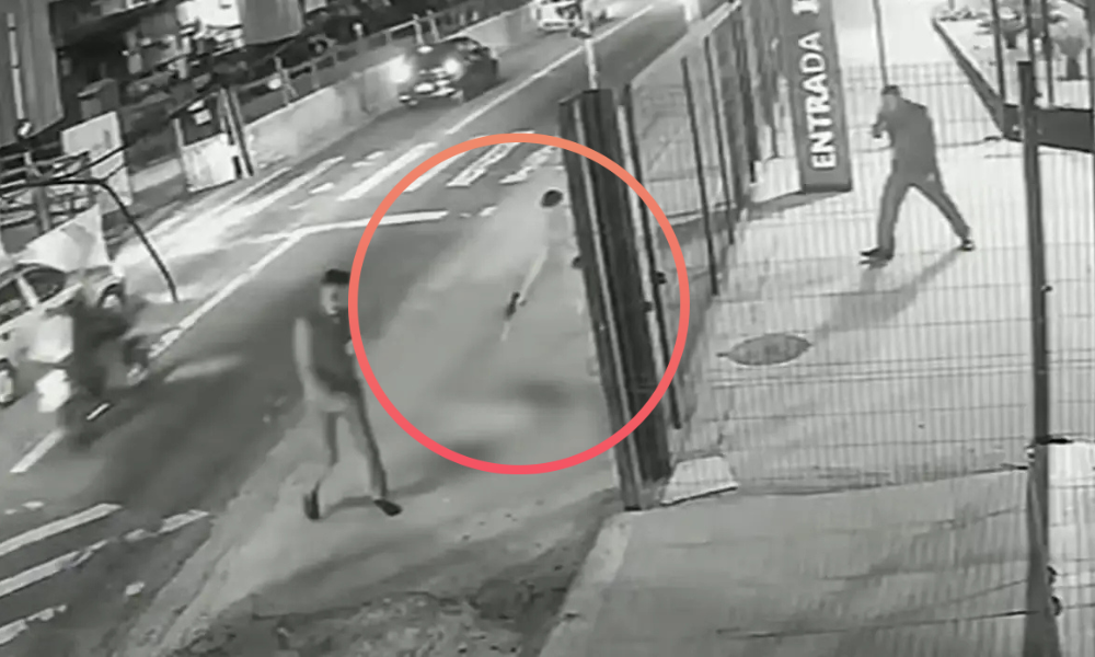 Cão Comunitário É Morto Com Dez Tiros em São Paulo e Acende Alerta para Violência Animal