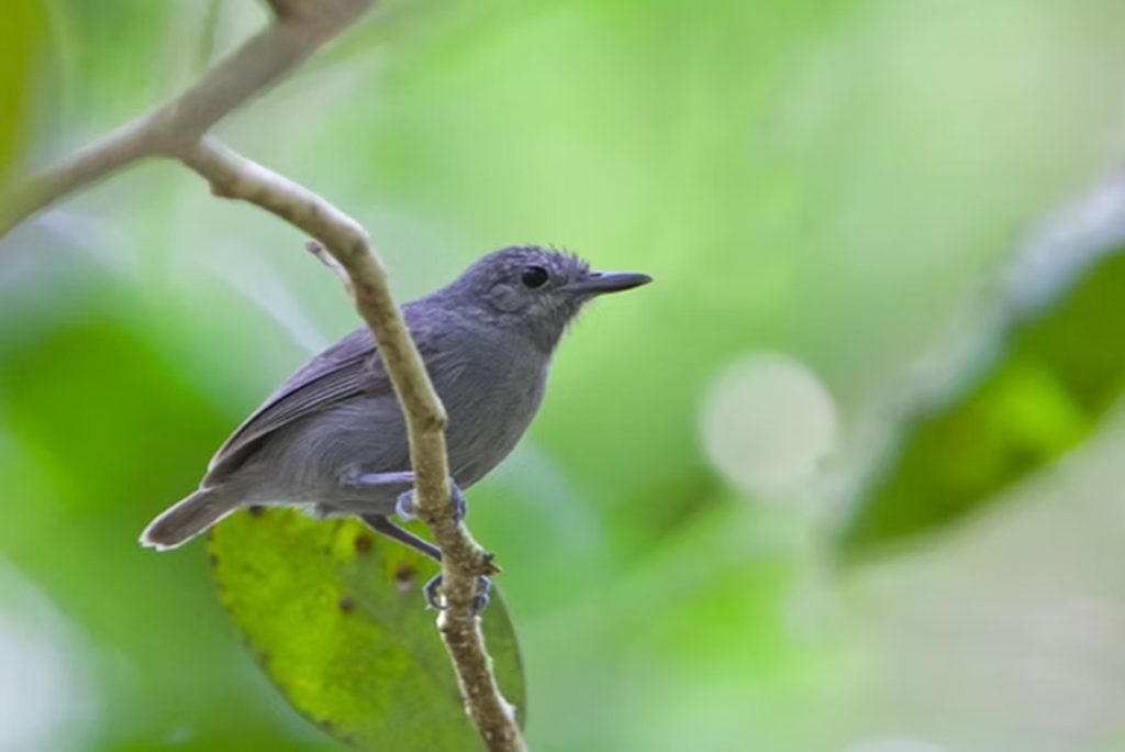 Ameaça e Esperança: Descoberta de Quatro Novos Filhotes Revigora Luta pela Choquinha-de-Alagoas