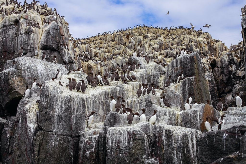 O Guano: A Arma Secreta que Elevou o Reino Chincha no Antigo Peru