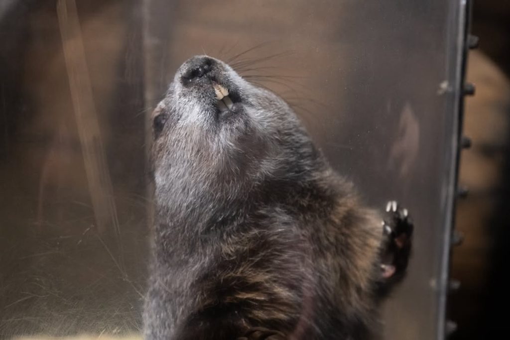 Dia da Marmota: Desvendando a Tradição que Prediz o Clima nos EUA
