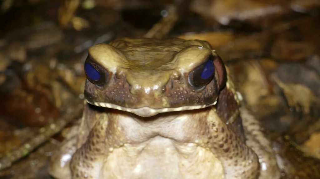 Do Pântano à Farmácia: Veneno de Sapo Amazônico Oferece Nova Esperança Contra Superbactérias