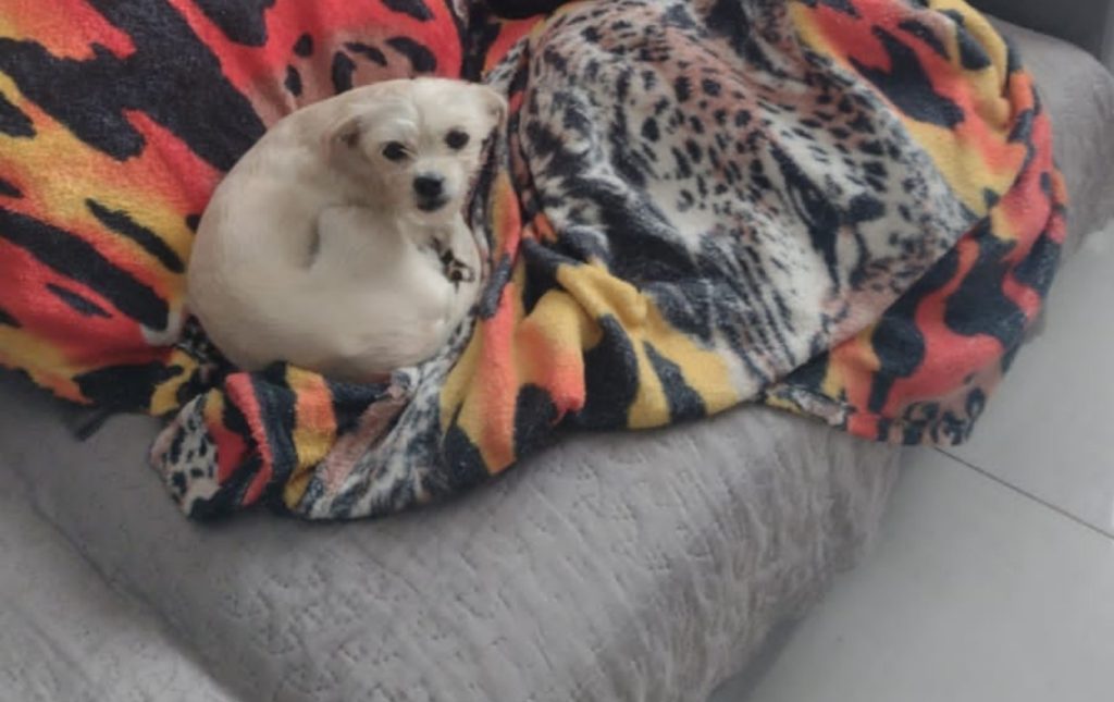 Cachorra Resgatada de Maus-Tratos Foge de Abrigo e Mobiliza Força-Tarefa em Ribeirão Preto