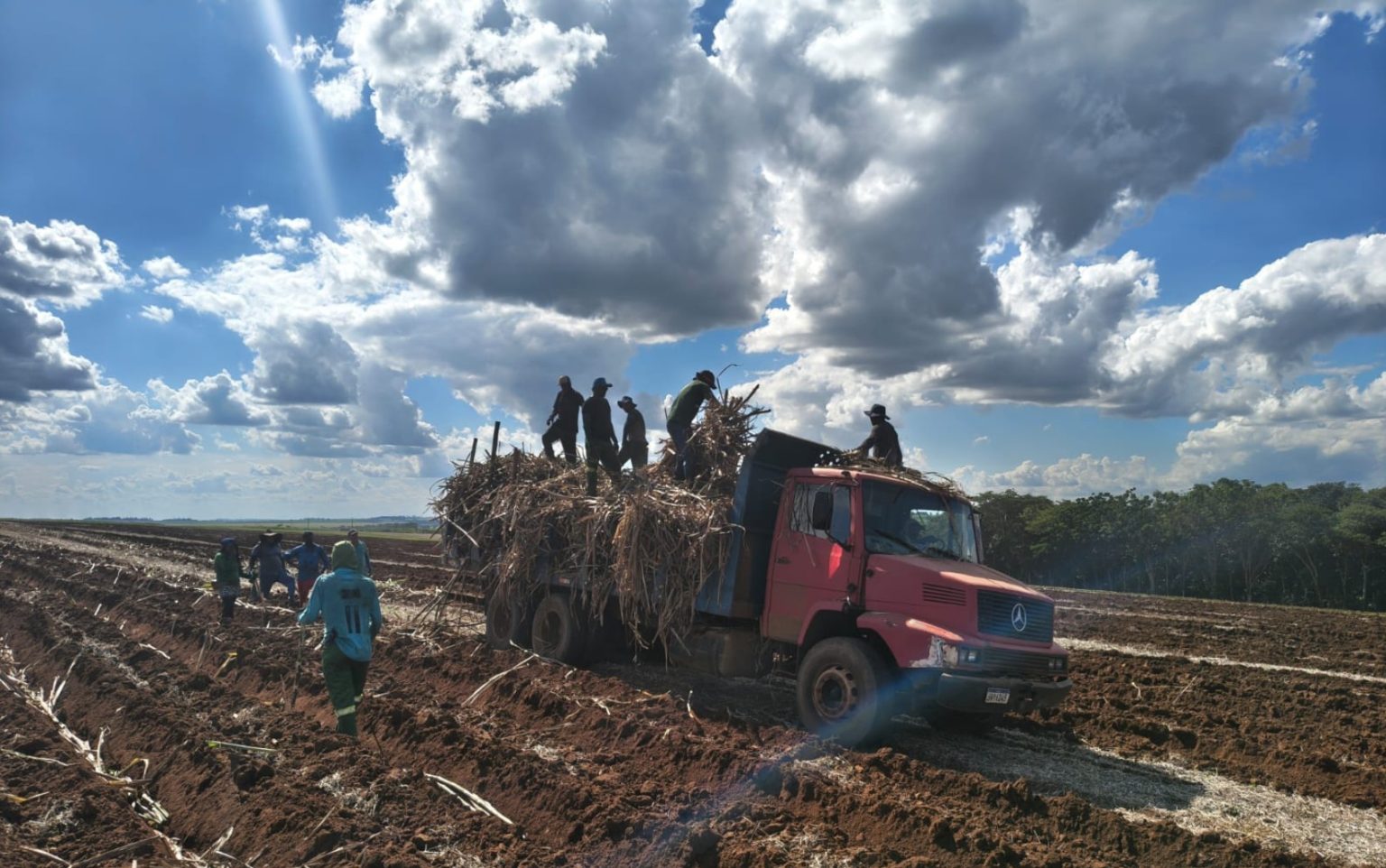 Trabalho Escravo em Batatais: 22 Plantadores de Cana Resgatados de Condições Desumanas