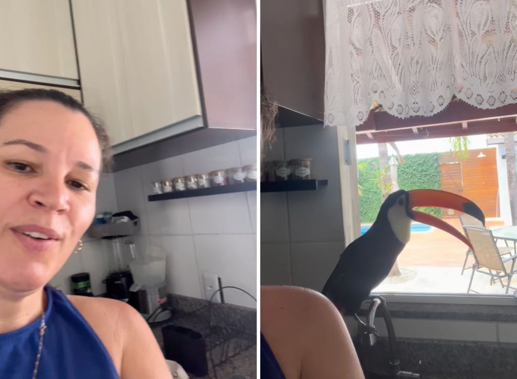 Tucano ‘Preguiçoso’ Transforma Cozinha de Moradora do MS em Oásis e Viraliza na Web