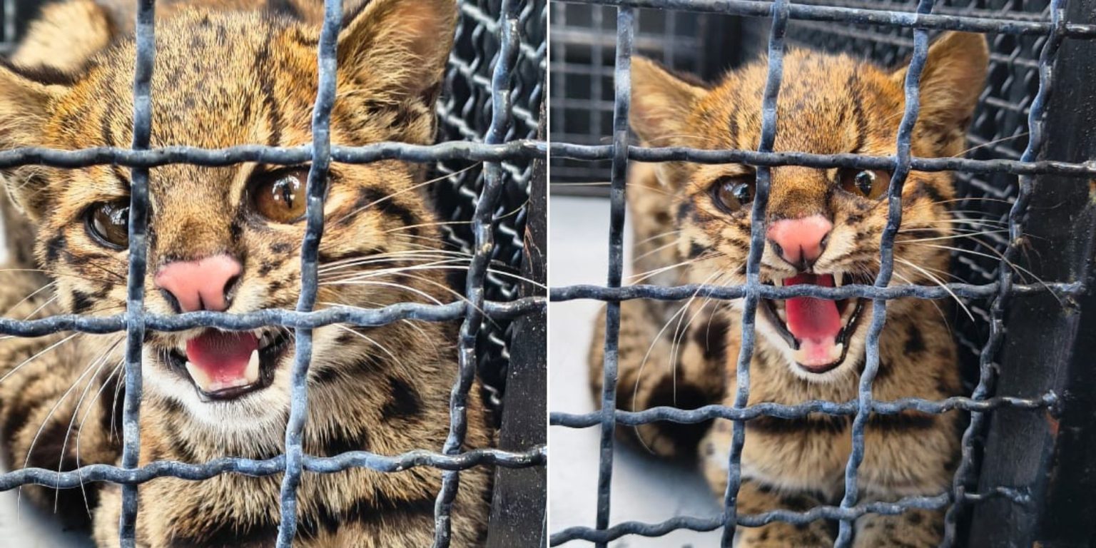 Gato-do-Mato Resgatado em Condomínio de Mogi das Cruzes e Devolvido à Natureza