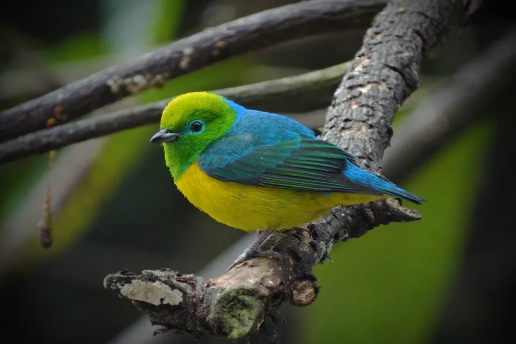 Gaturamo-Bandeira: A Pequena Ave Que Desperta a Regeneração das Florestas Brasileiras