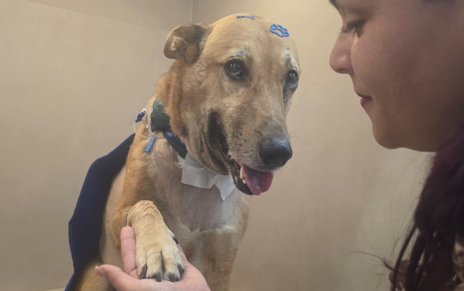 Cão Herói Caramelo Recebe Alta Após 11 Dias de Luta Pela Vida em Ribeirão Preto