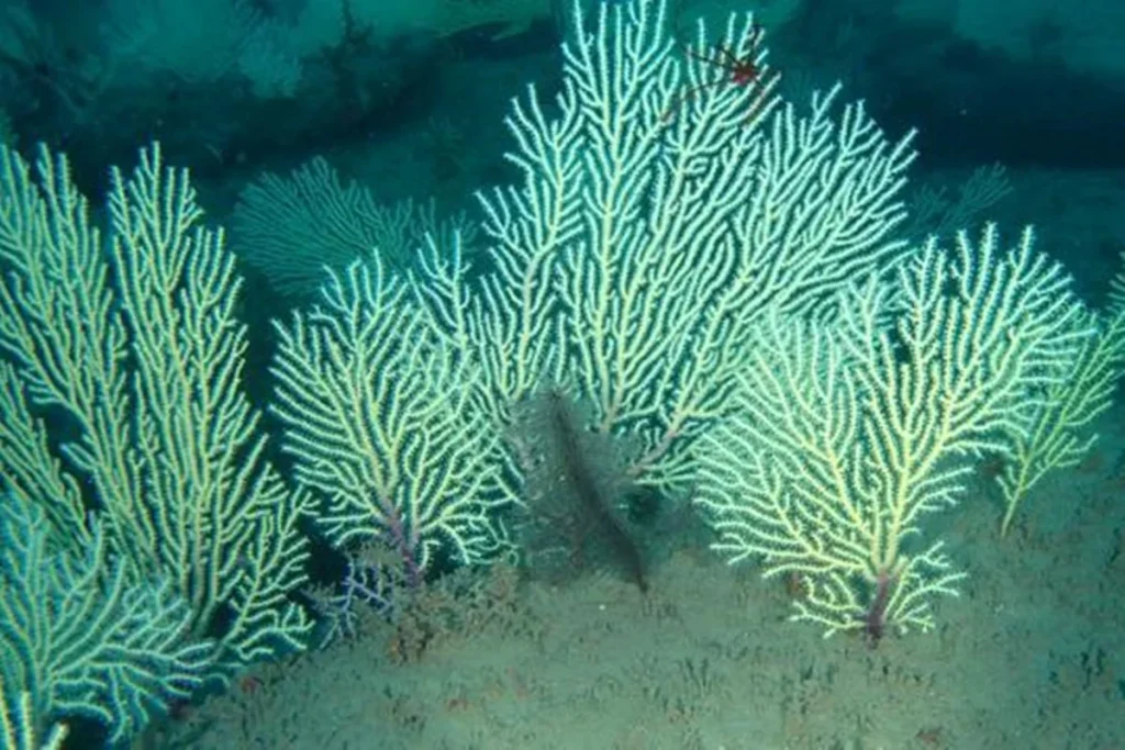 Vida Submarina Inesperada: Recifes de Coral de Benin, Dados como Mortos Há Décadas, Florescem Novamente