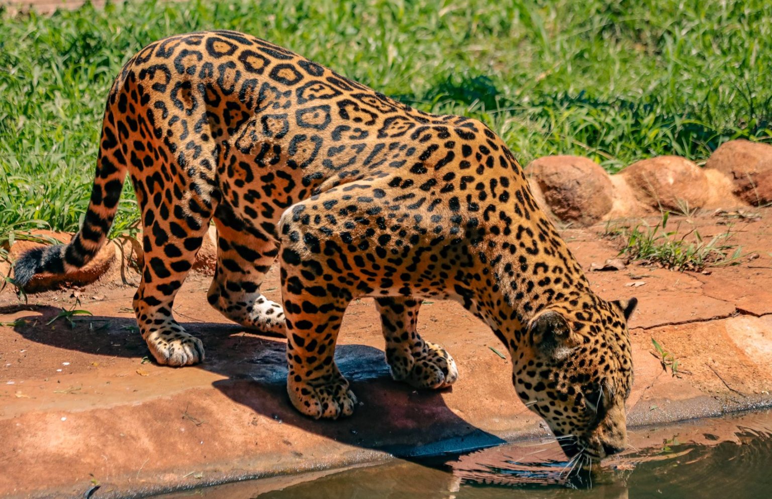 Bosque e Zoológico de Ribeirão Preto Reabre Com Nova Onça-Pintada Após Superar Estágios do Temporal