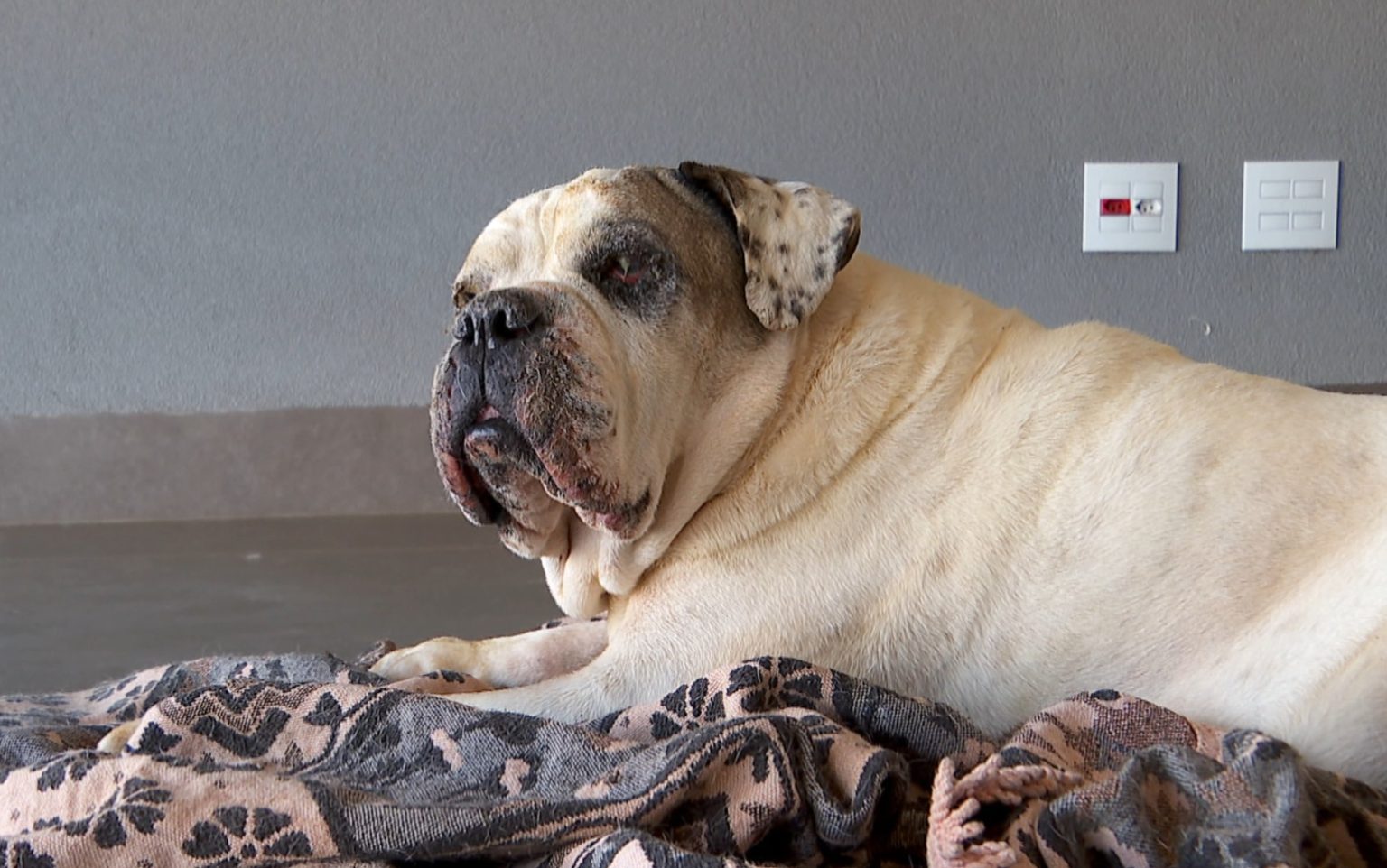 Chácara em Brodowski é Alvo de Furto e Vandalismo Brutal, Deixando Cachorra Ferida em Incêndio